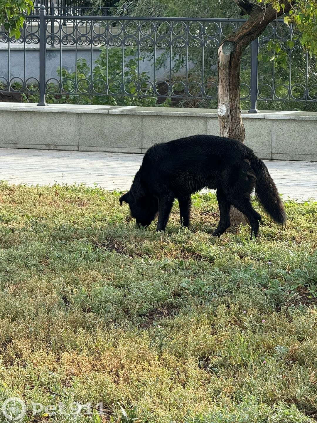 Найдена собака в Оренбурге — фото объявления