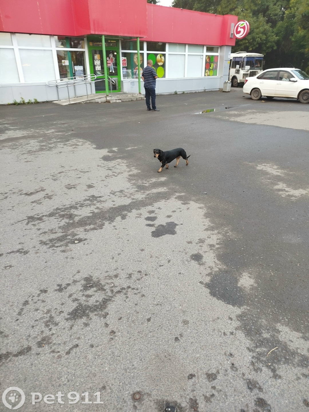 Найдена собака в Оренбурге — фото объявления
