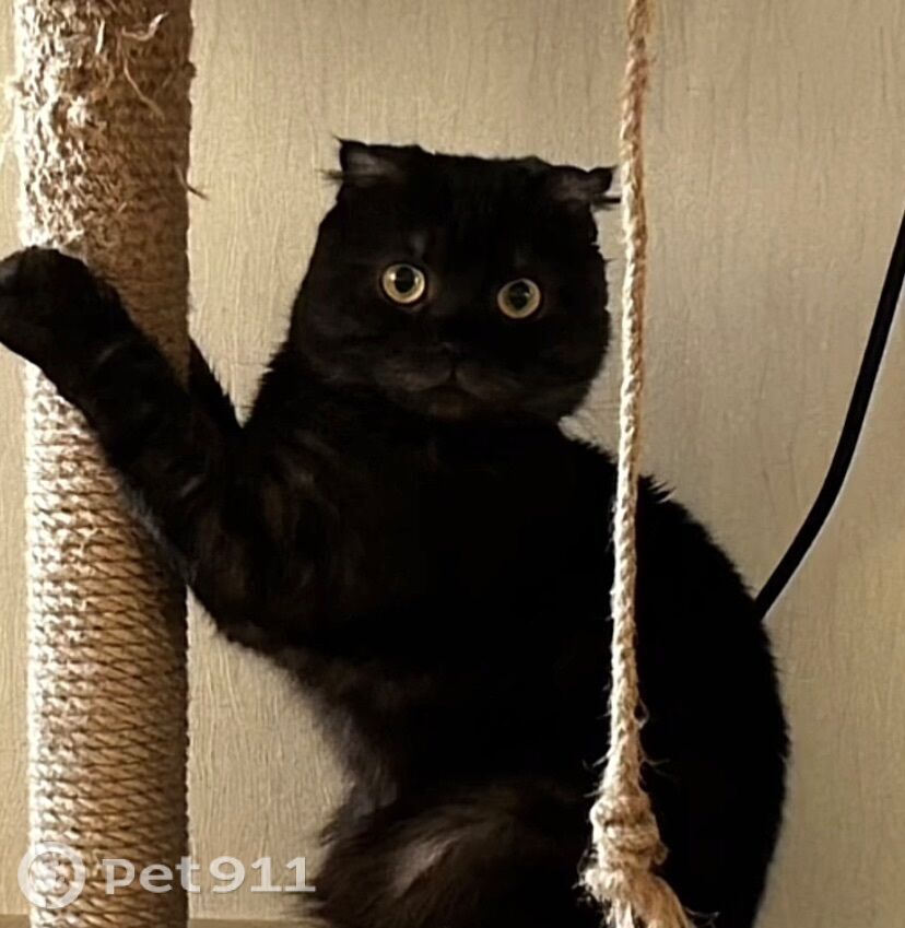 Пропала кошка в Оренбурге — фото объявления