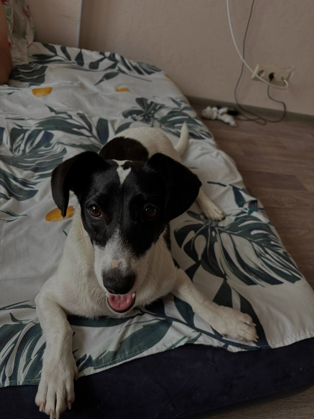 Найдена собака в Оренбурге — фото объявления