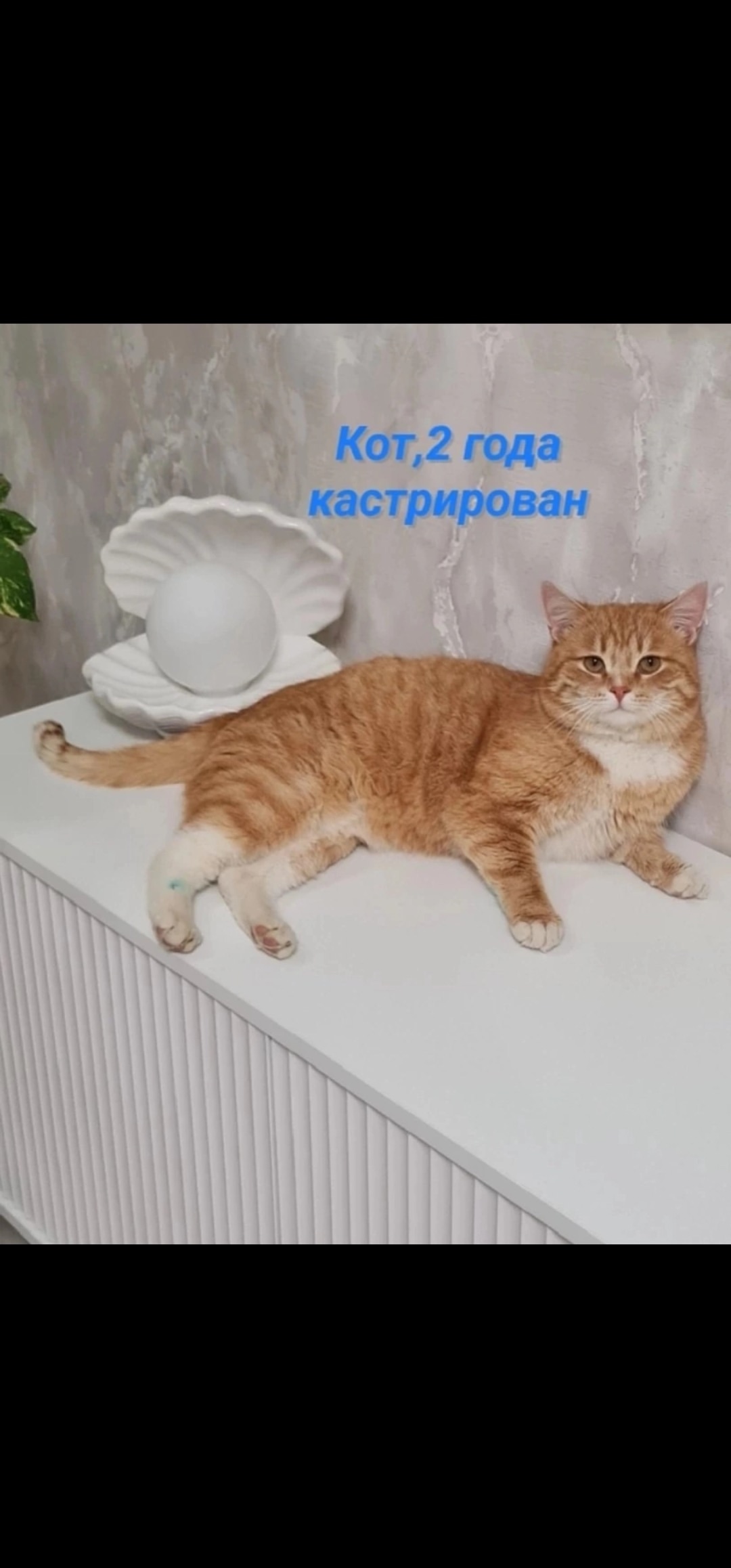 Пропала кошка в Оренбурге — фото объявления