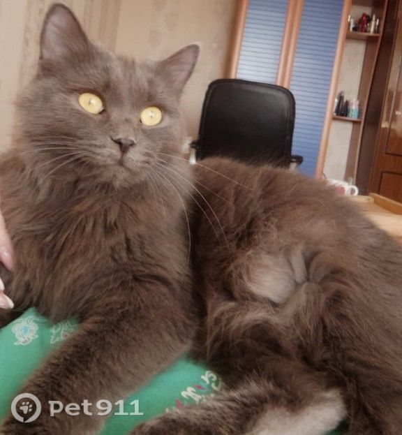 Пропала кошка в Оренбурге — фото объявления