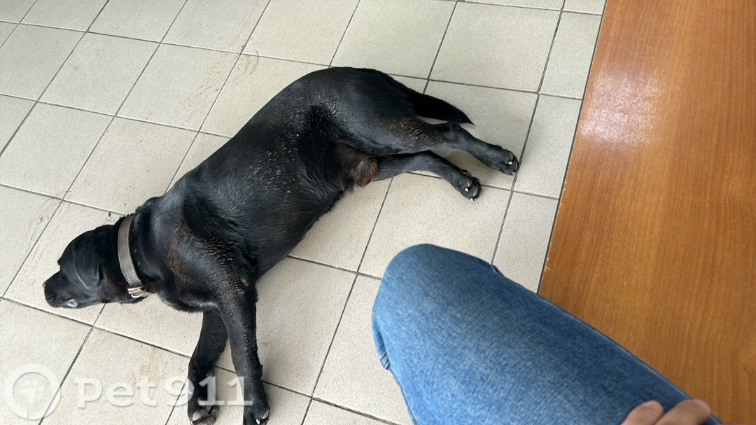 Найдена собака в Оренбурге — фото объявления