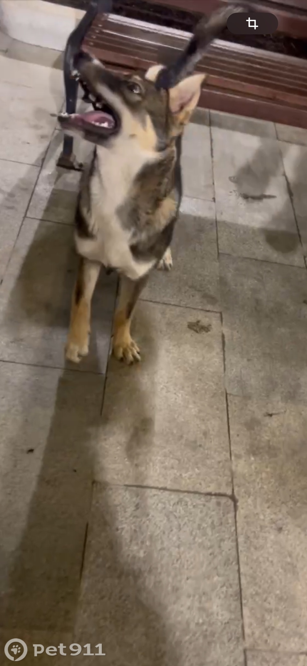 Пропала собака в Оренбурге — фото объявления