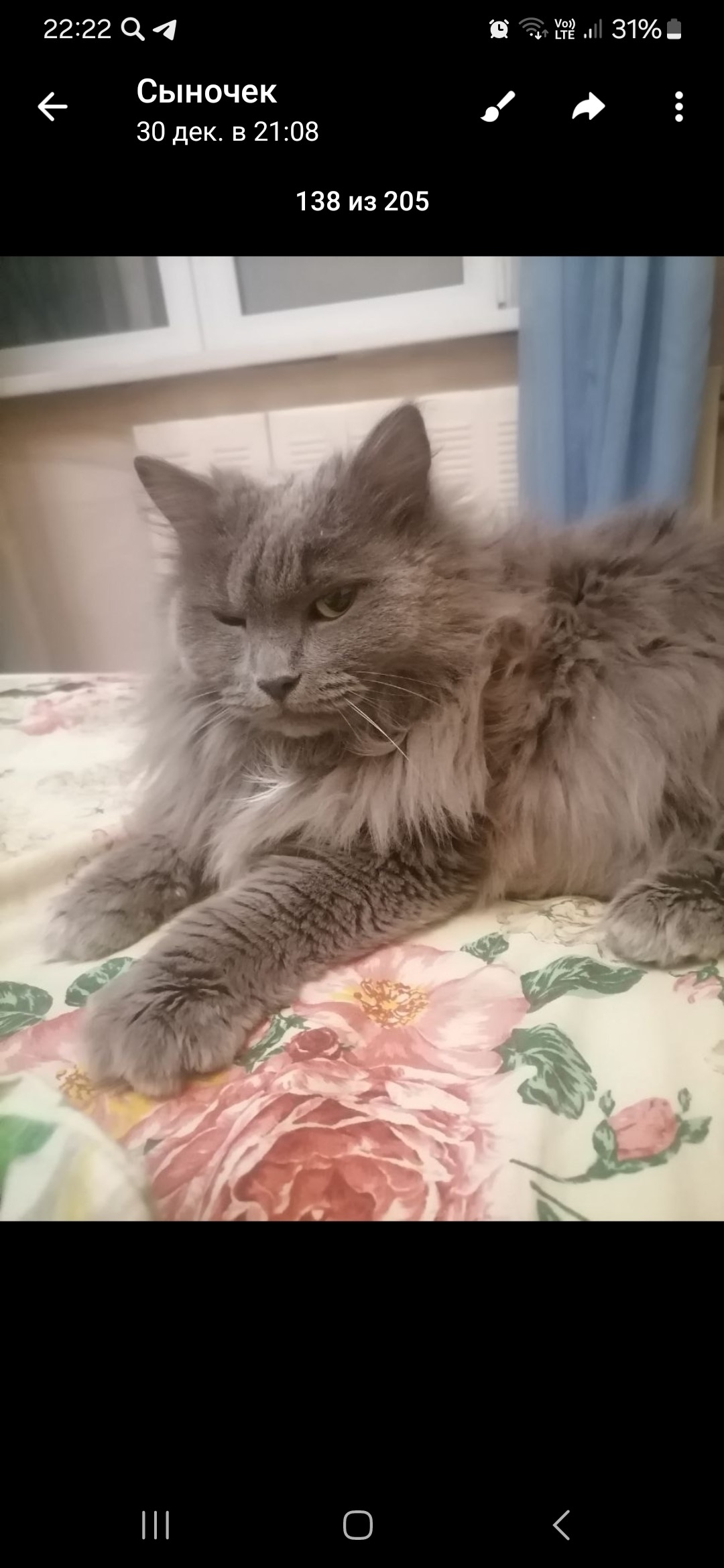 Пропала кошка в Оренбурге — фото объявления