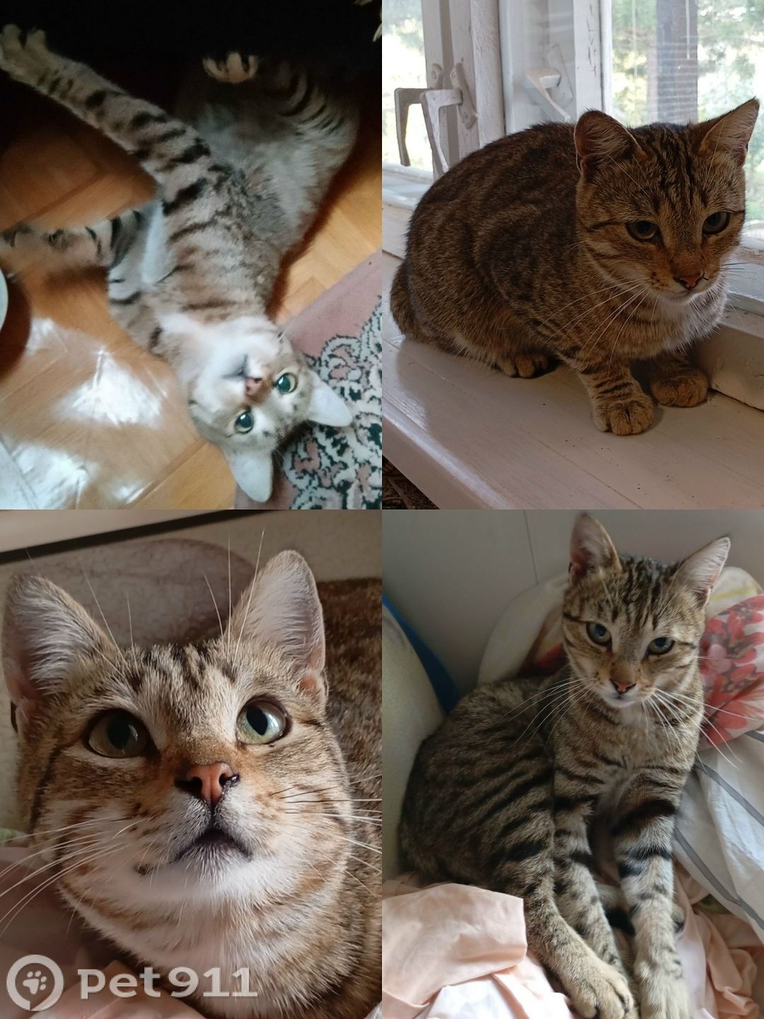 Найдена кошка в Оренбурге — фото объявления