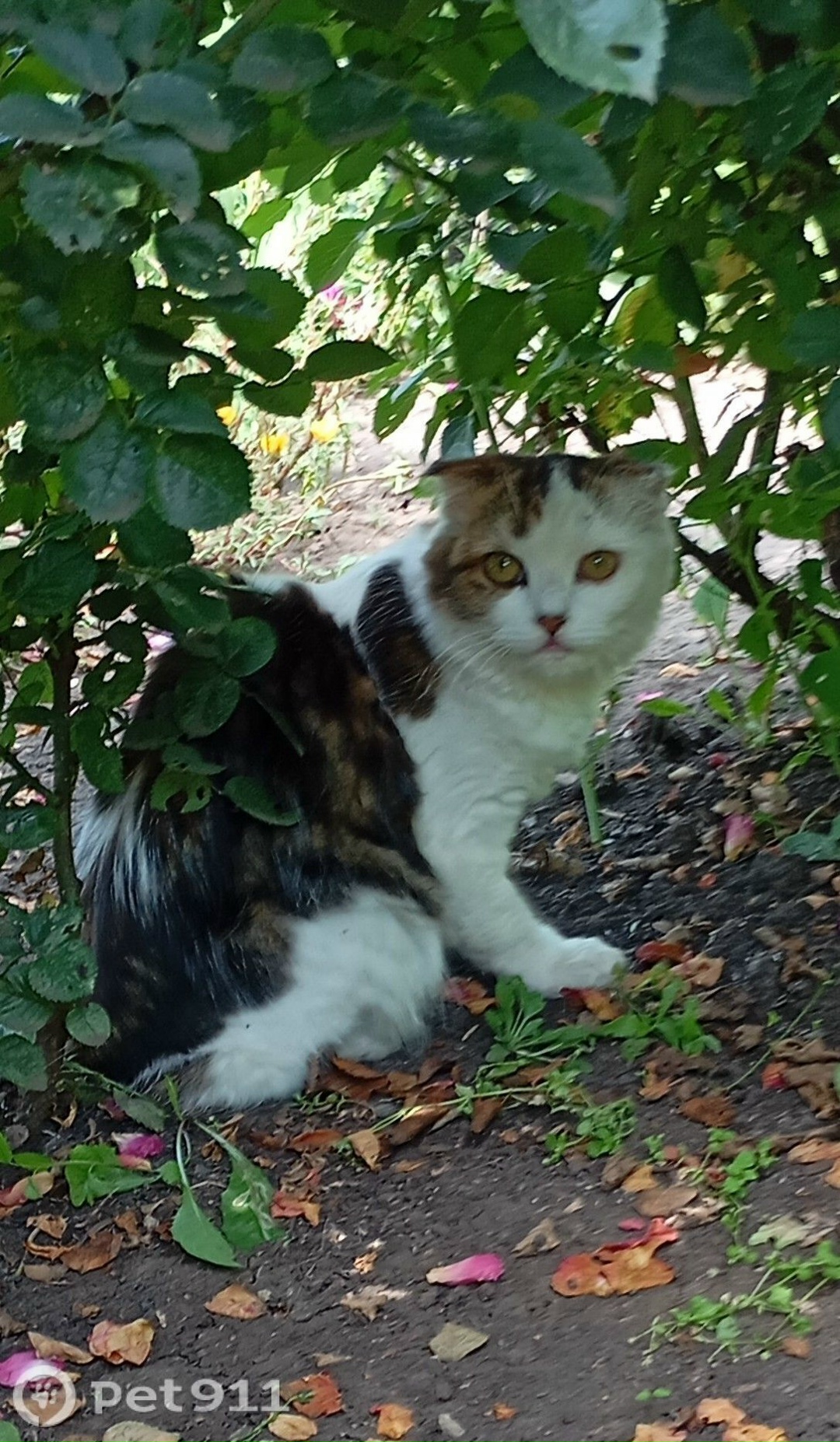 Найдена кошка в Оренбурге — фото объявления