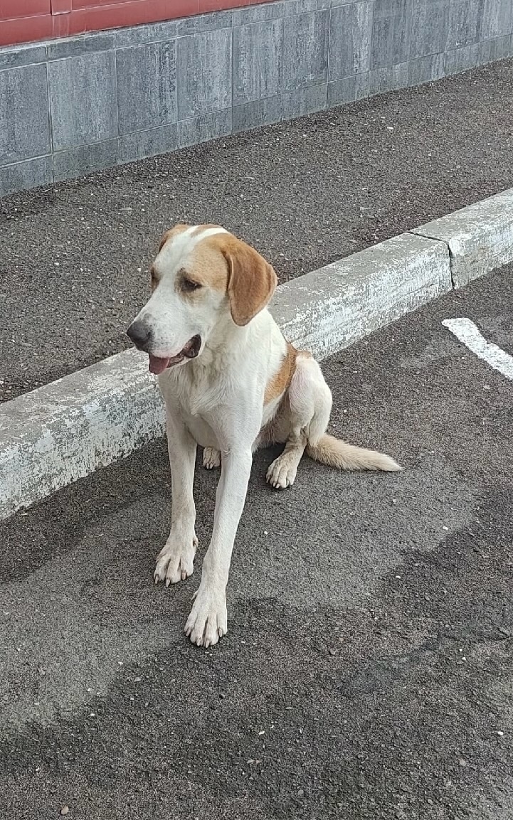 Пропала собака в Оренбурге — фото объявления