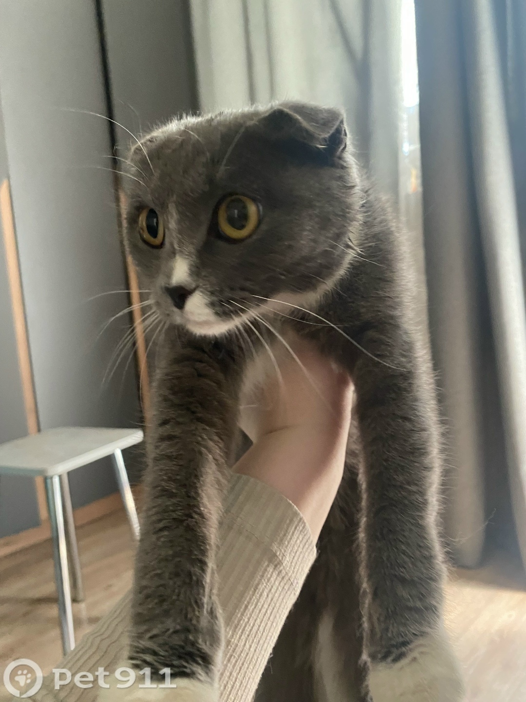 Найдена кошка в Оренбурге — фото объявления