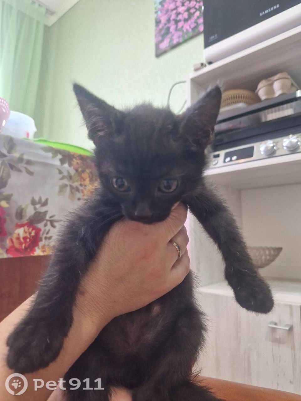 Найдена кошка в Оренбурге — фото объявления