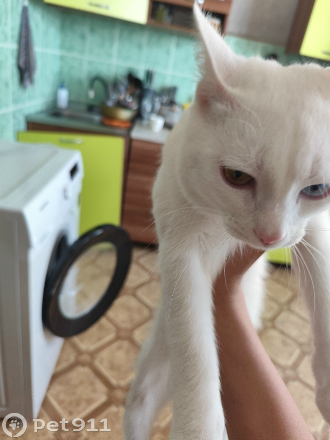 Пропала кошка в Оренбурге — фото объявления