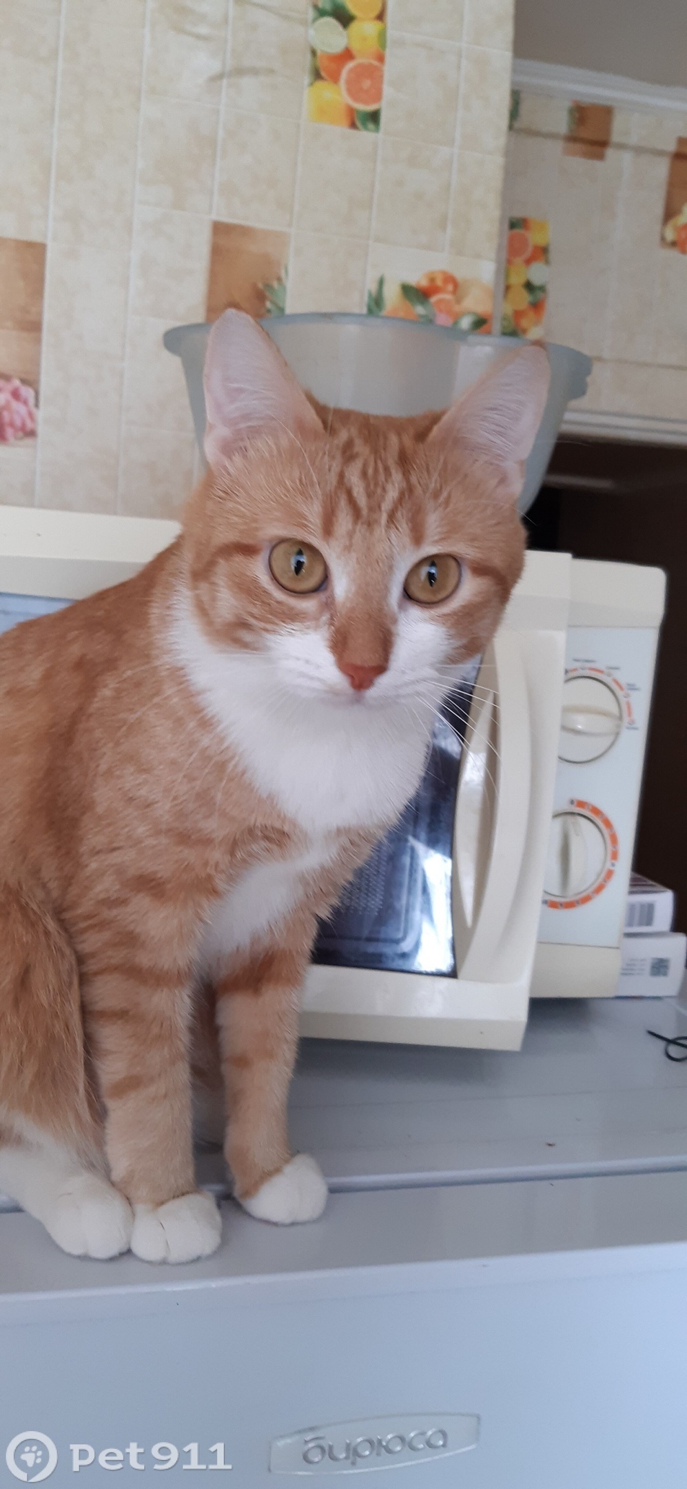 Пропала кошка в Оренбурге — фото объявления