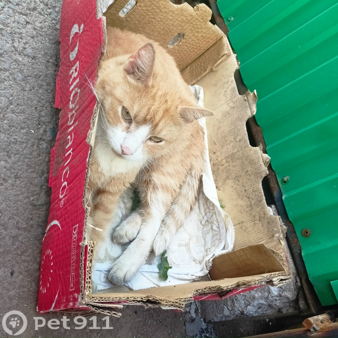 Найдена кошка в Оренбурге — фото объявления