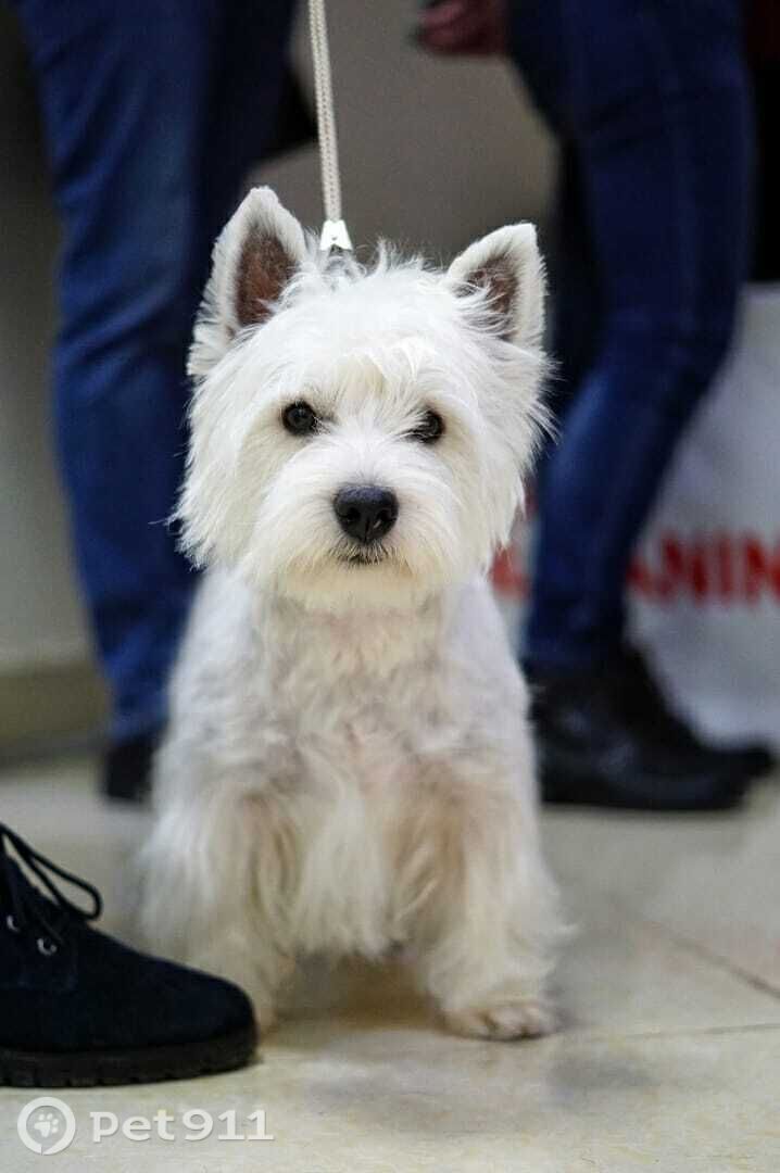 Пропала собака в Оренбурге — фото объявления