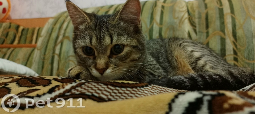 Пропала кошка в Оренбурге — фото объявления