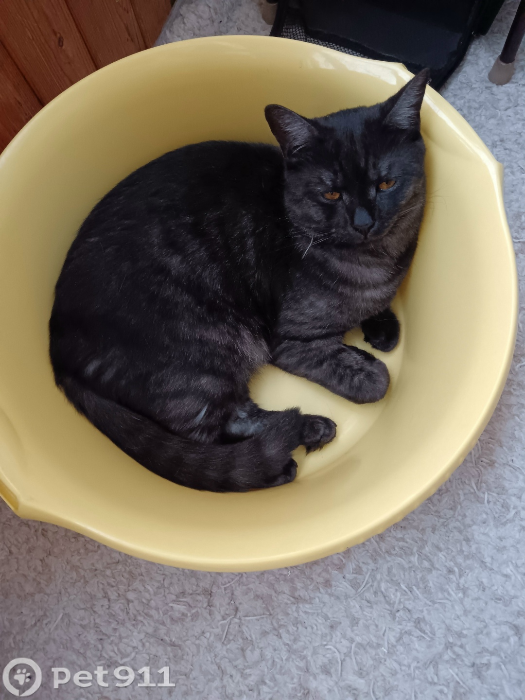 Пропала кошка в Оренбурге — фото объявления