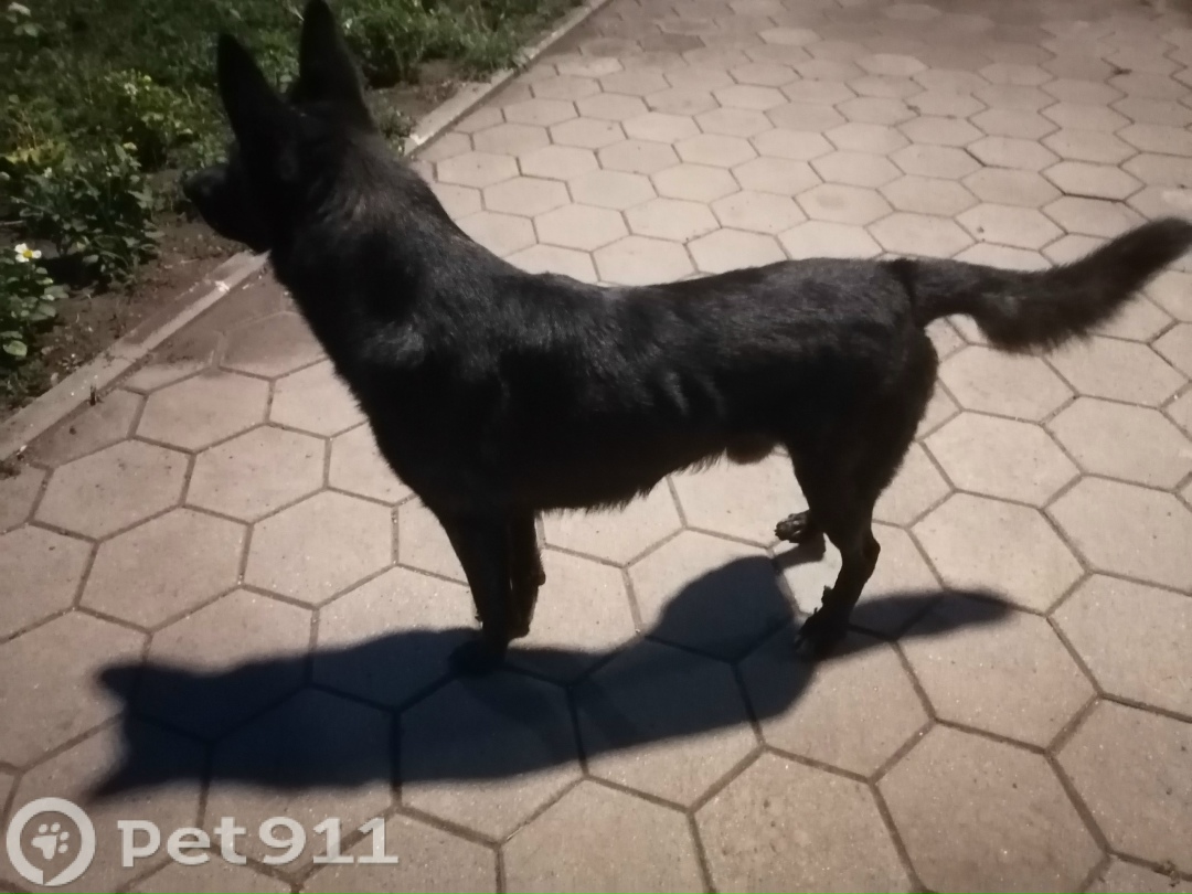 Найдена собака в Оренбурге — фото объявления