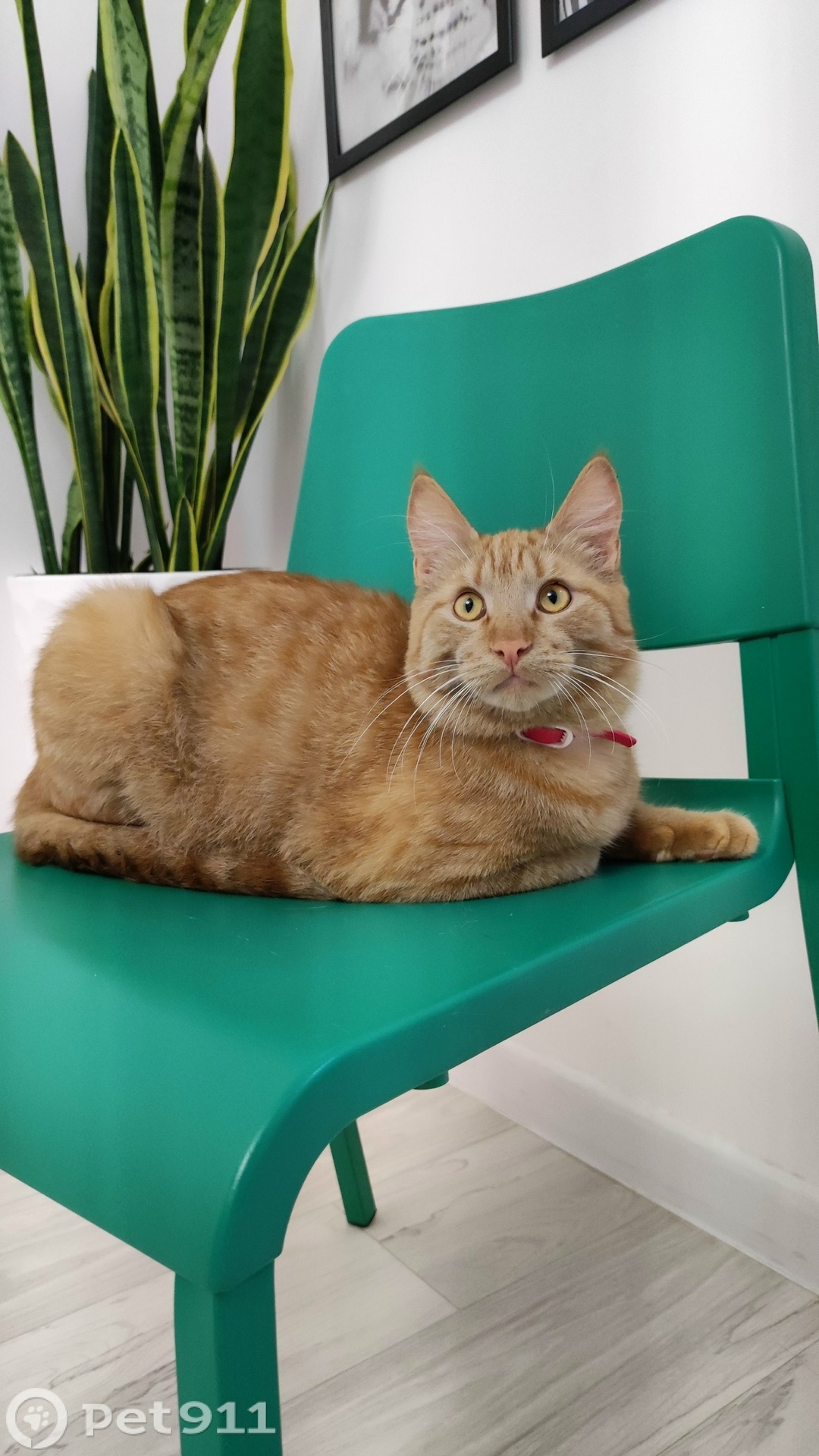 Пропала кошка в Оренбурге — фото объявления