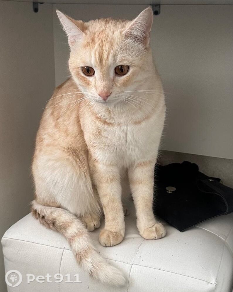 Пропала кошка в Оренбурге — фото объявления