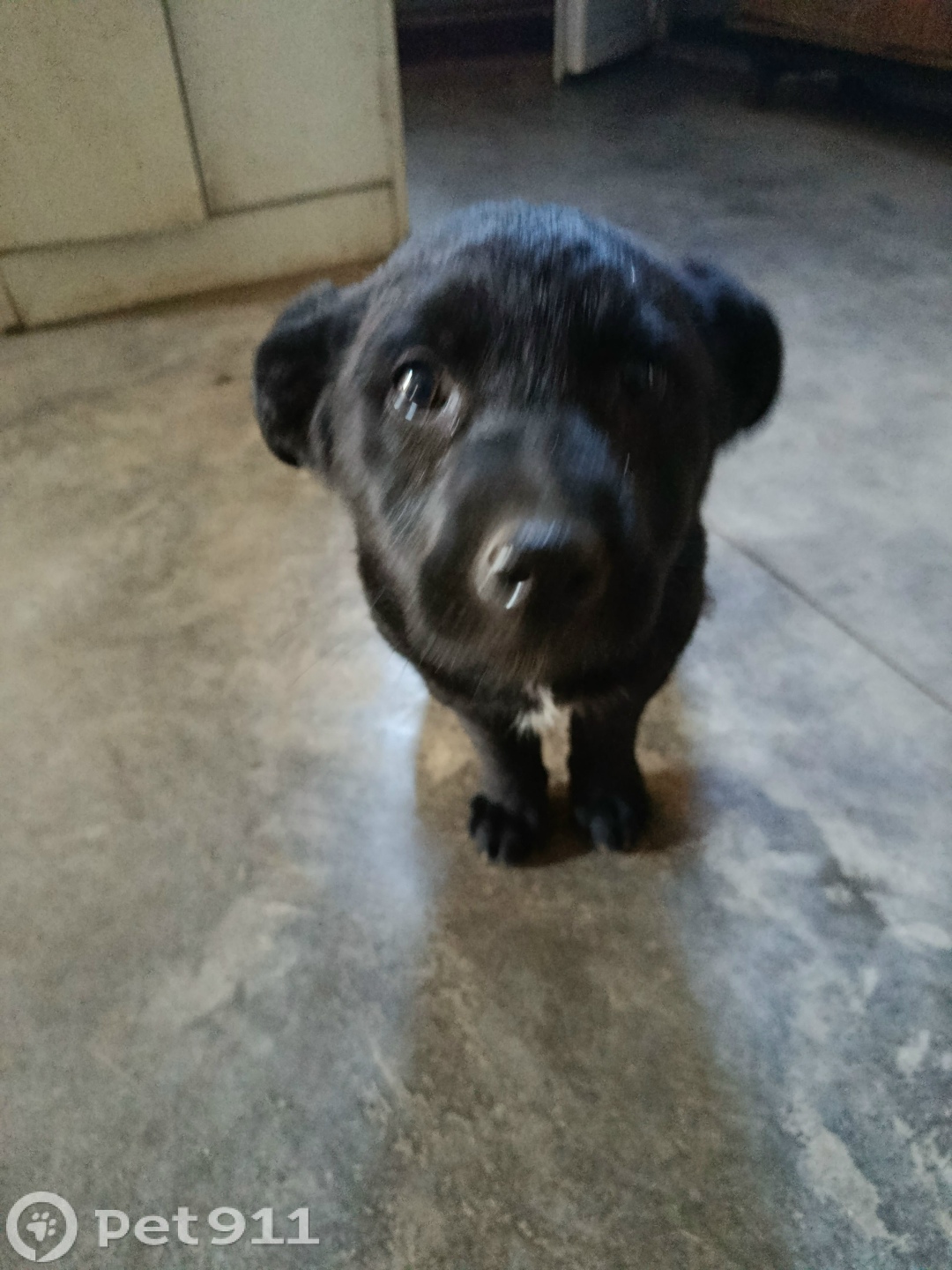 Найдена собака в Оренбурге — фото объявления