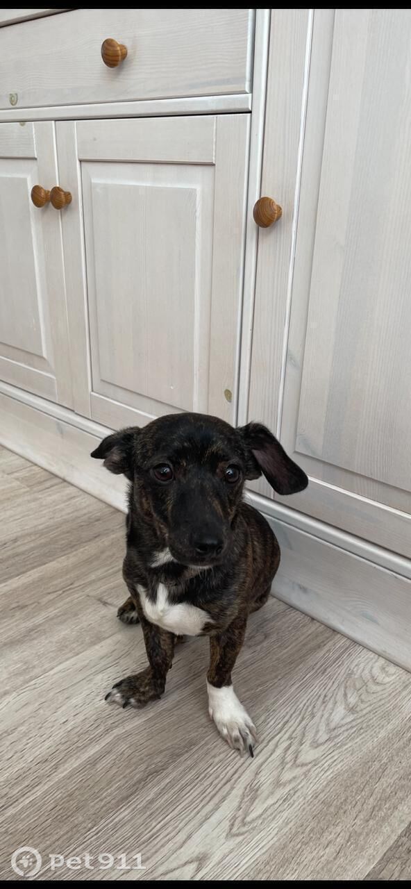 Найдена собака в Оренбурге — фото объявления