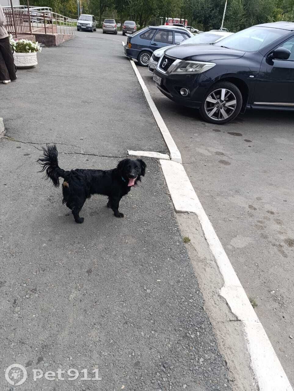 Найдена собака в Оренбурге — фото объявления