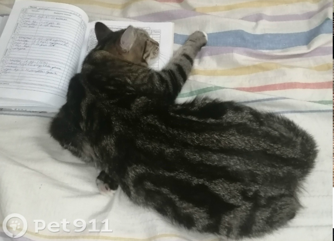 Пропала кошка в Оренбурге — фото объявления