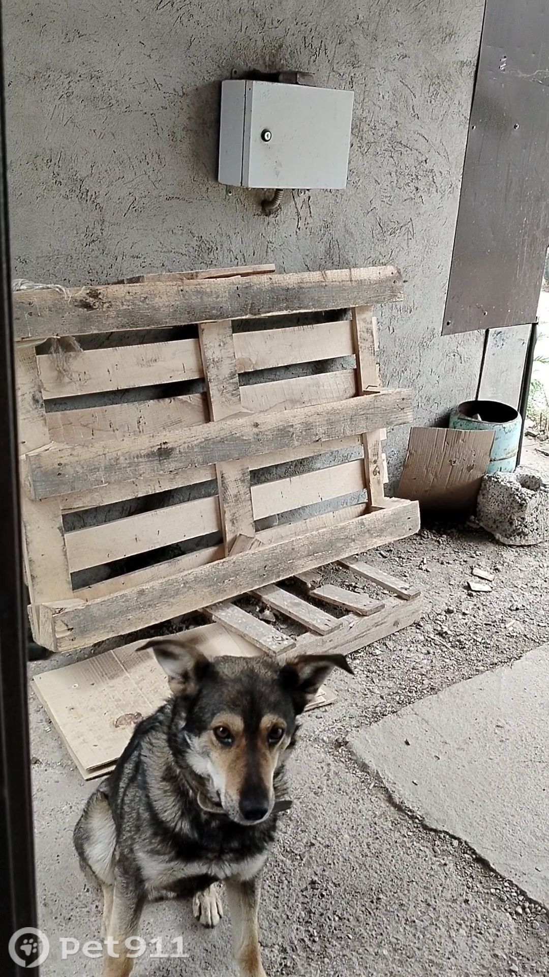 Пропала собака в Оренбурге — фото объявления