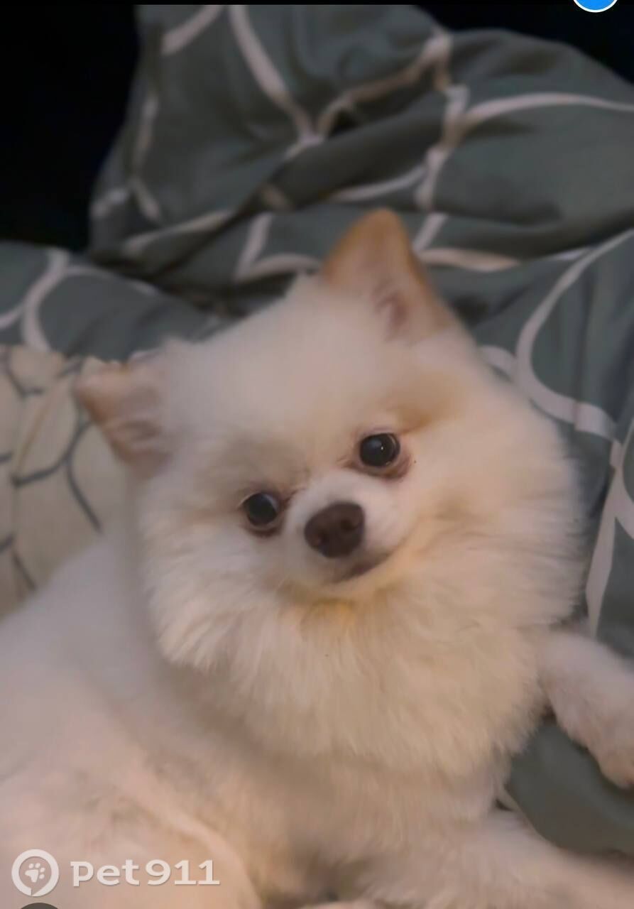 Пропала собака в Оренбурге — фото объявления