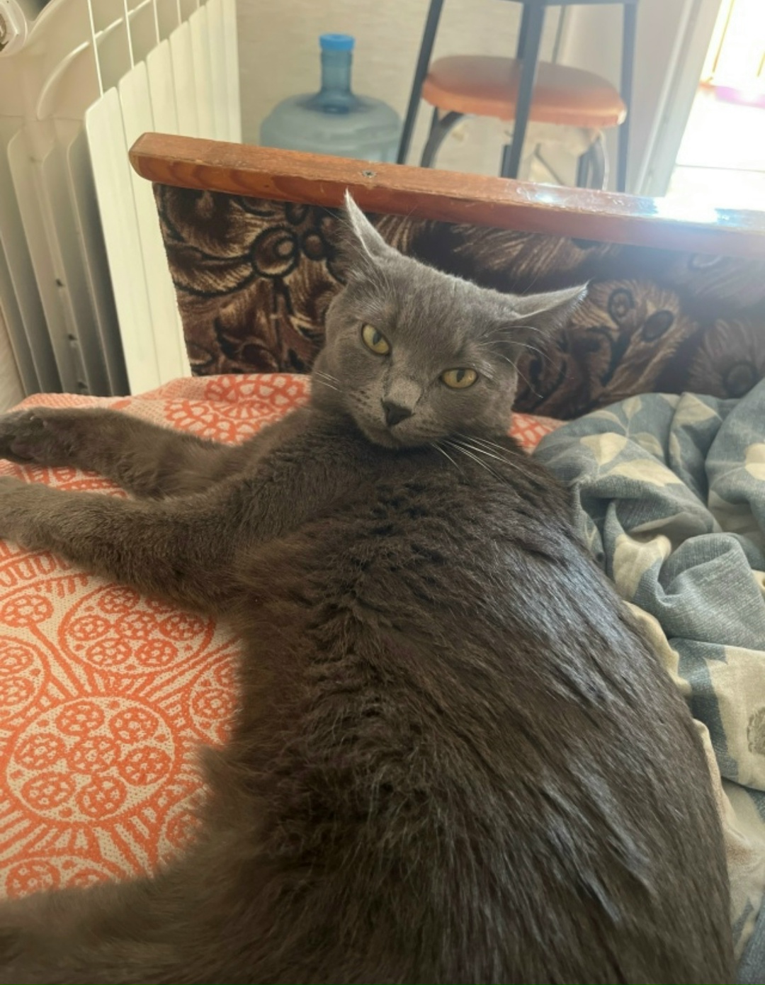 Найдена кошка в Оренбурге — фото объявления