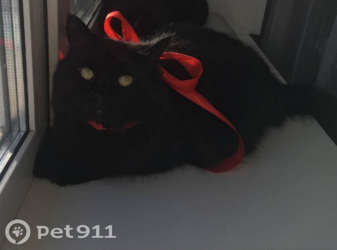 Пропала кошка в Оренбурге — фото объявления