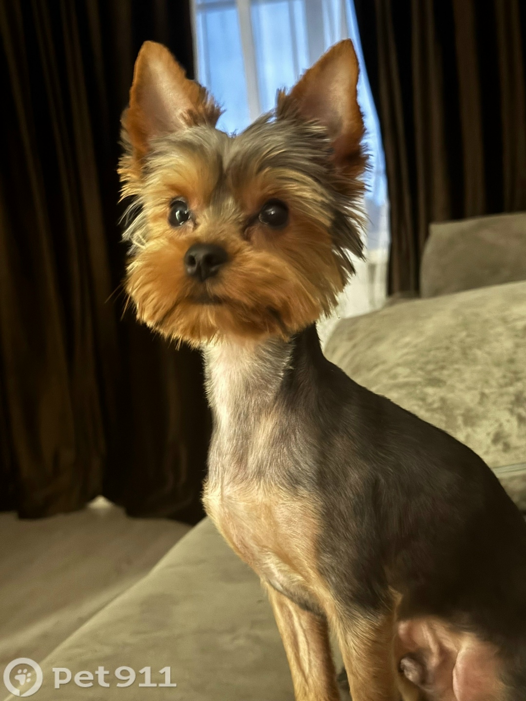 Пропала собака в Оренбурге — фото объявления