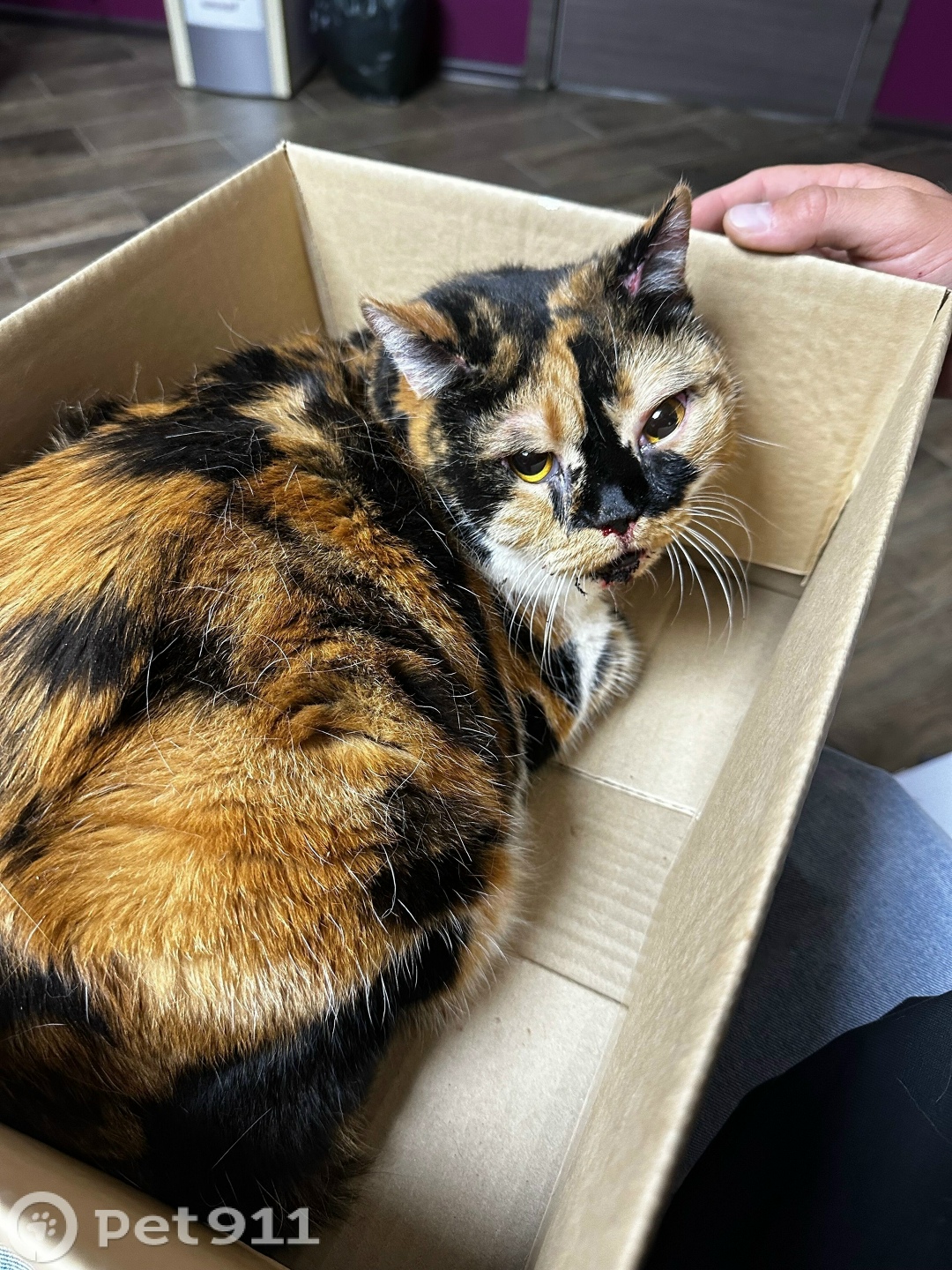 Найдена кошка в Оренбурге — фото объявления