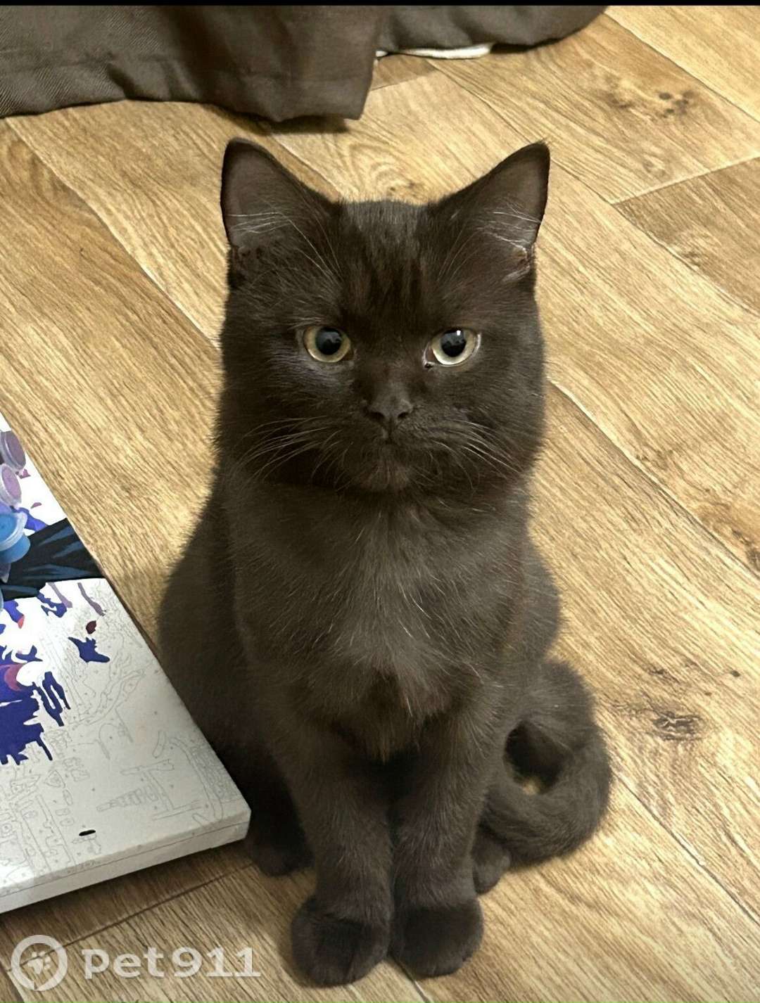 Пропала кошка в Оренбурге — фото объявления