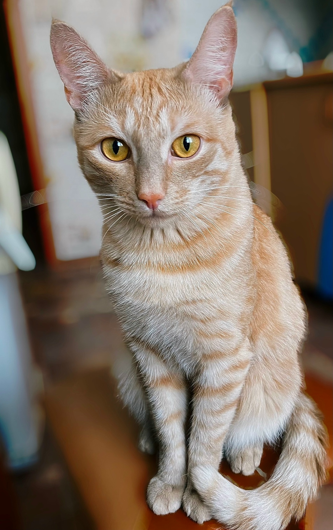 Пропала кошка в Новокузнецке — фото объявления