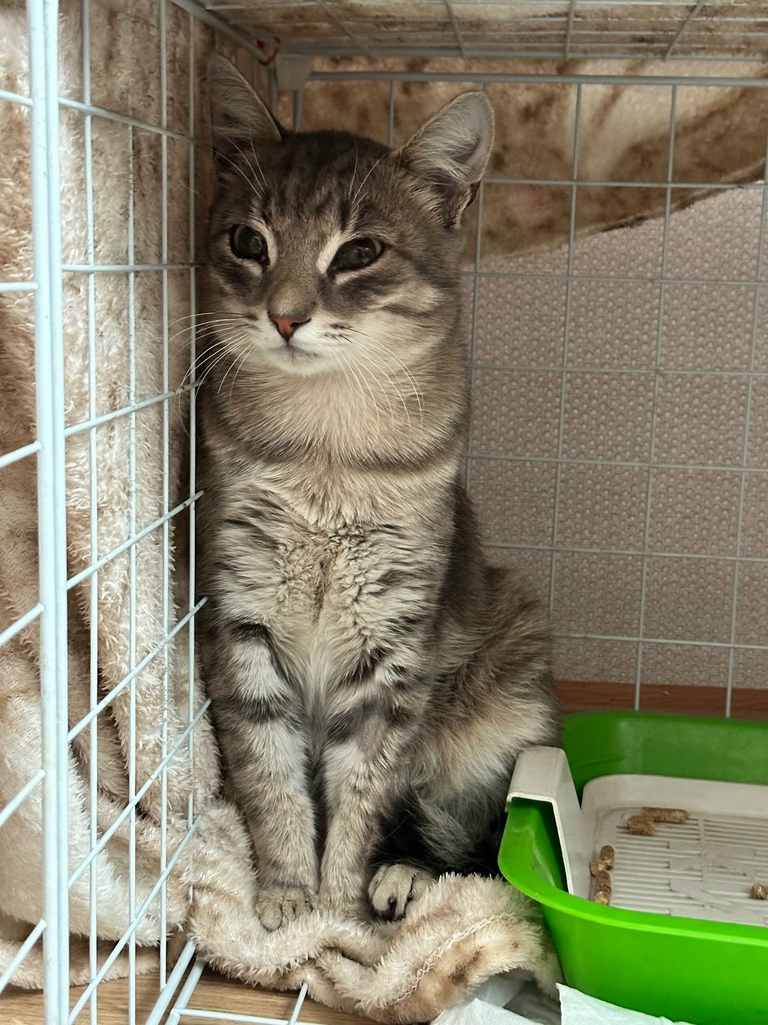 Найдена кошка в Новокузнецке — фото объявления