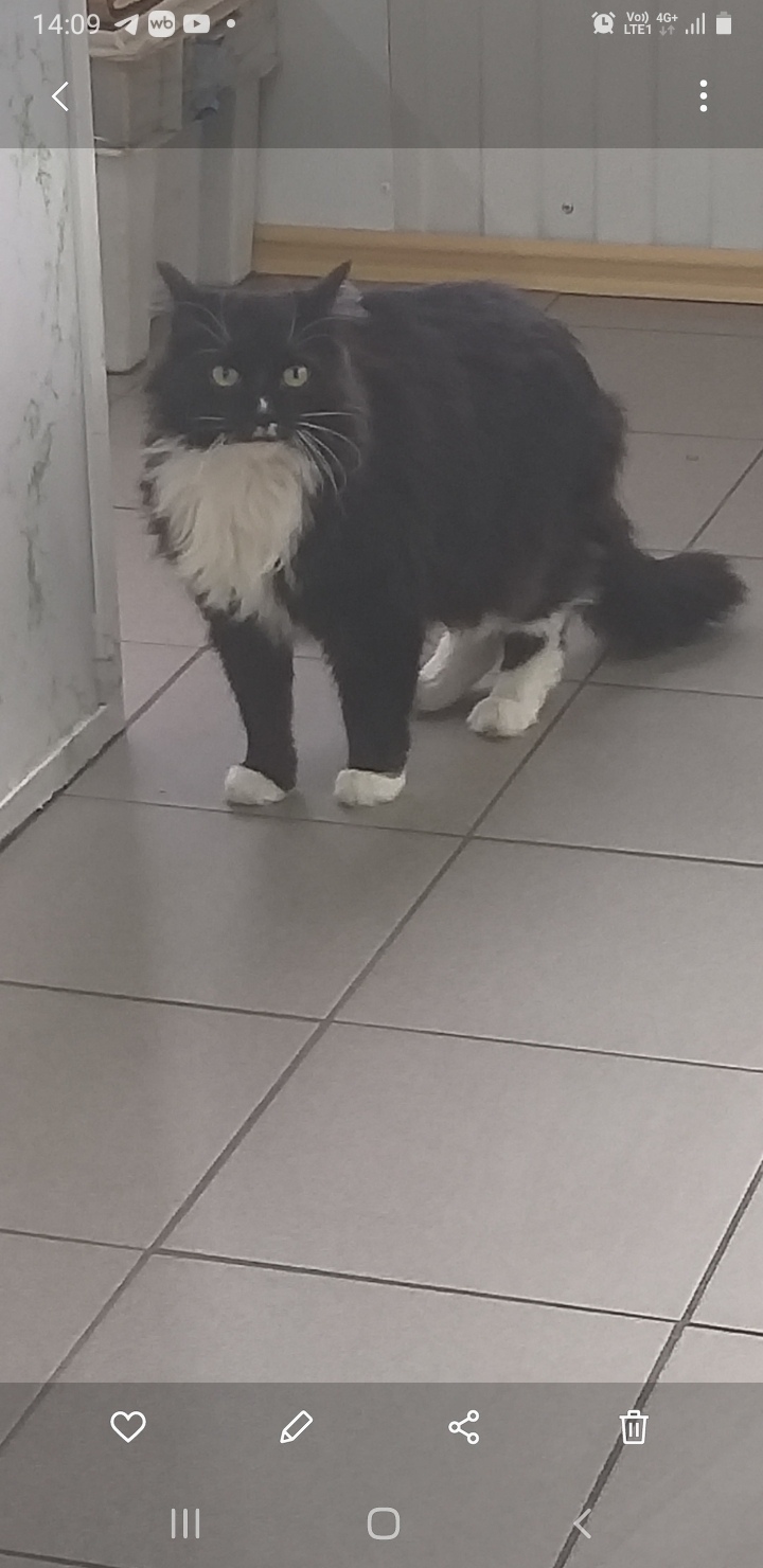 Пропала кошка в Новокузнецке — фото объявления