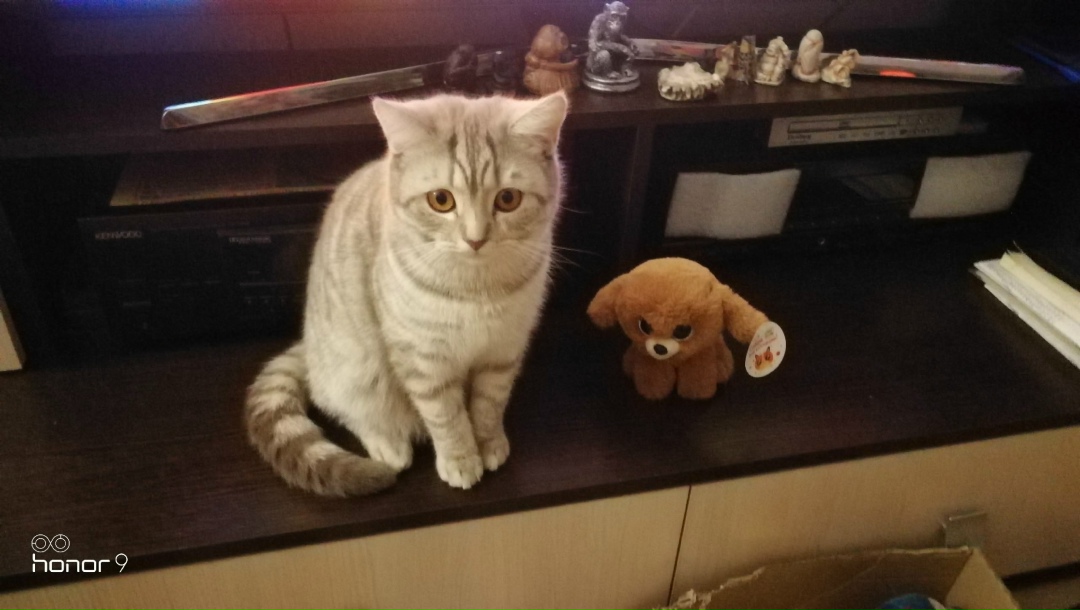 Найдена кошка в Новокузнецке — фото объявления