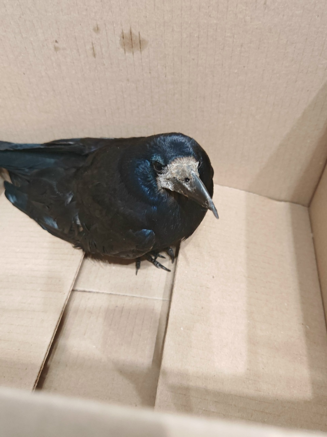 Найдена кошка в Новокузнецке — фото объявления