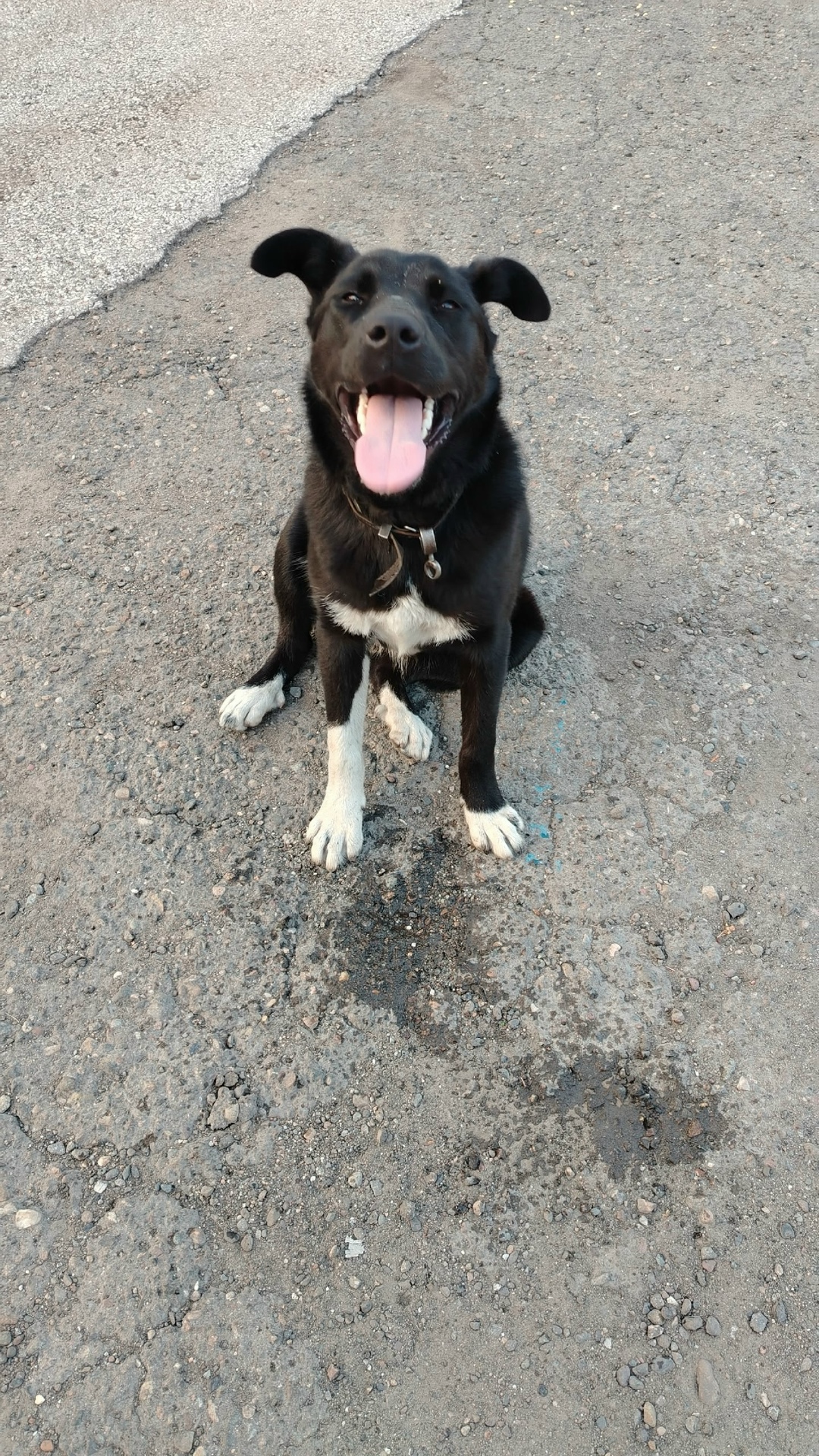 Пропала собака в Новокузнецке — фото объявления