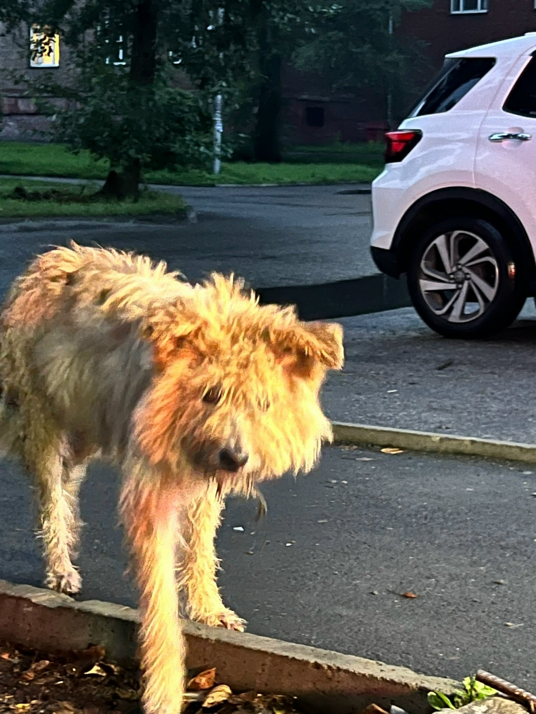 Найдена собака в Новокузнецке — фото объявления