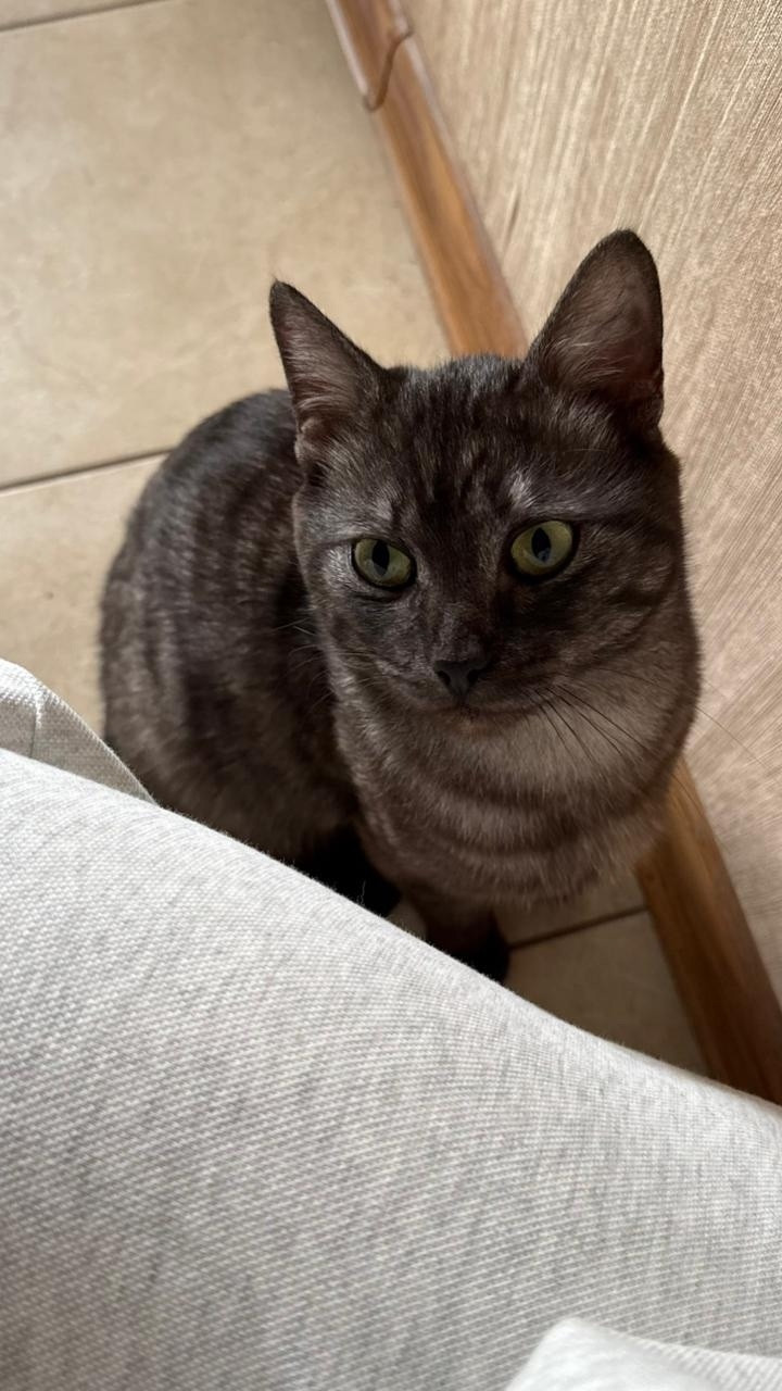 Найдена кошка в Новокузнецке — фото объявления