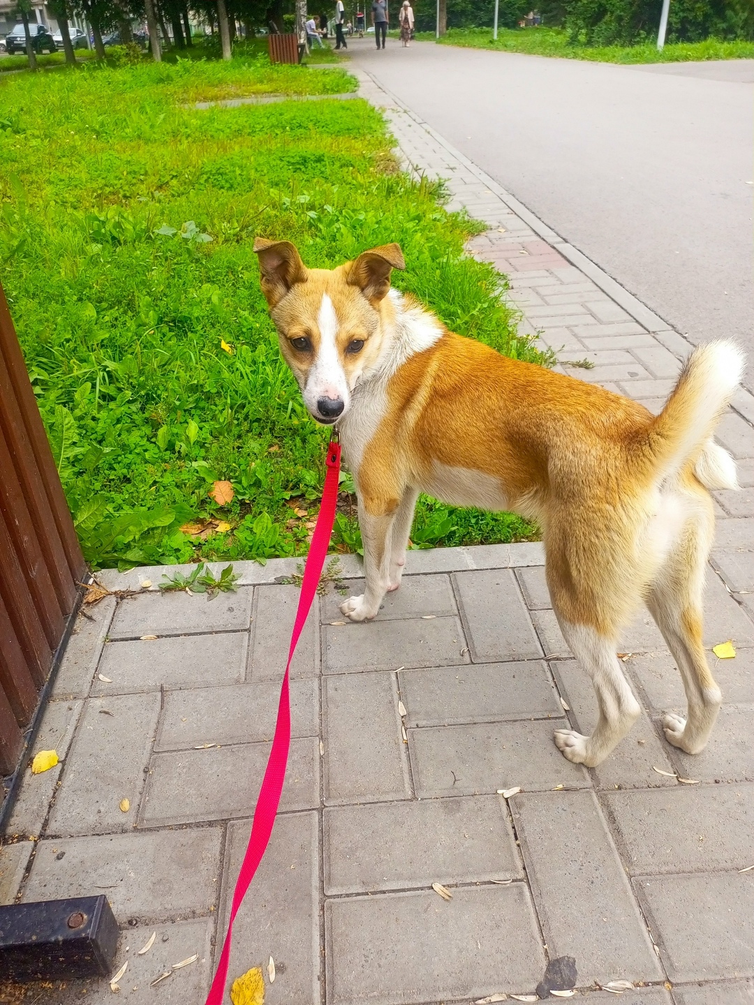 Найдена собака в Новокузнецке — фото объявления