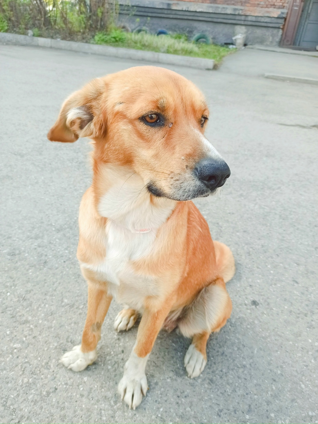 Пропала собака в Новокузнецке — фото объявления