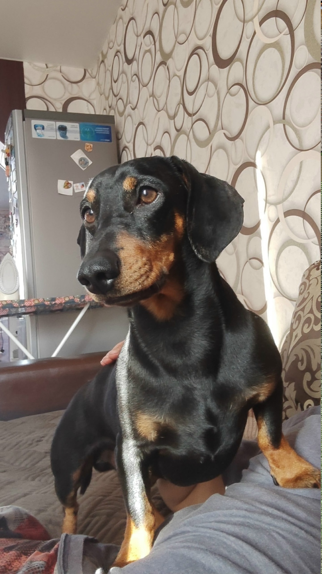 Пропала собака в Новокузнецке — фото объявления