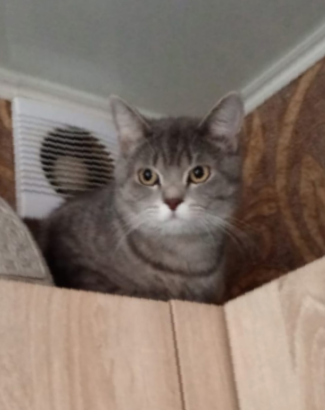 Пропала кошка в Новокузнецке — фото объявления