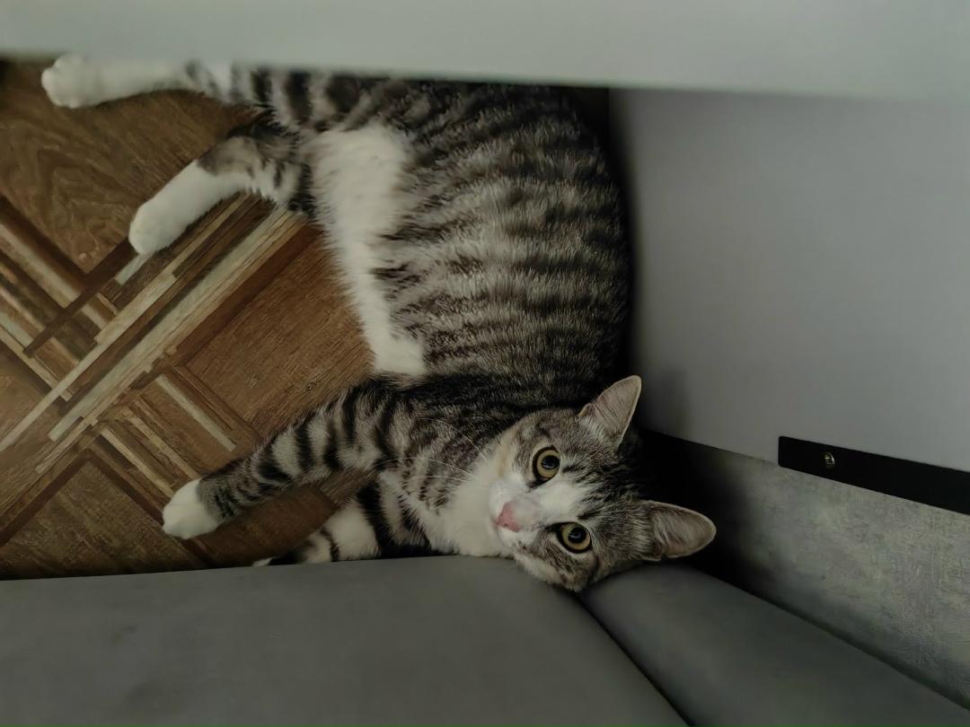 Пропала кошка в Новокузнецке — фото объявления