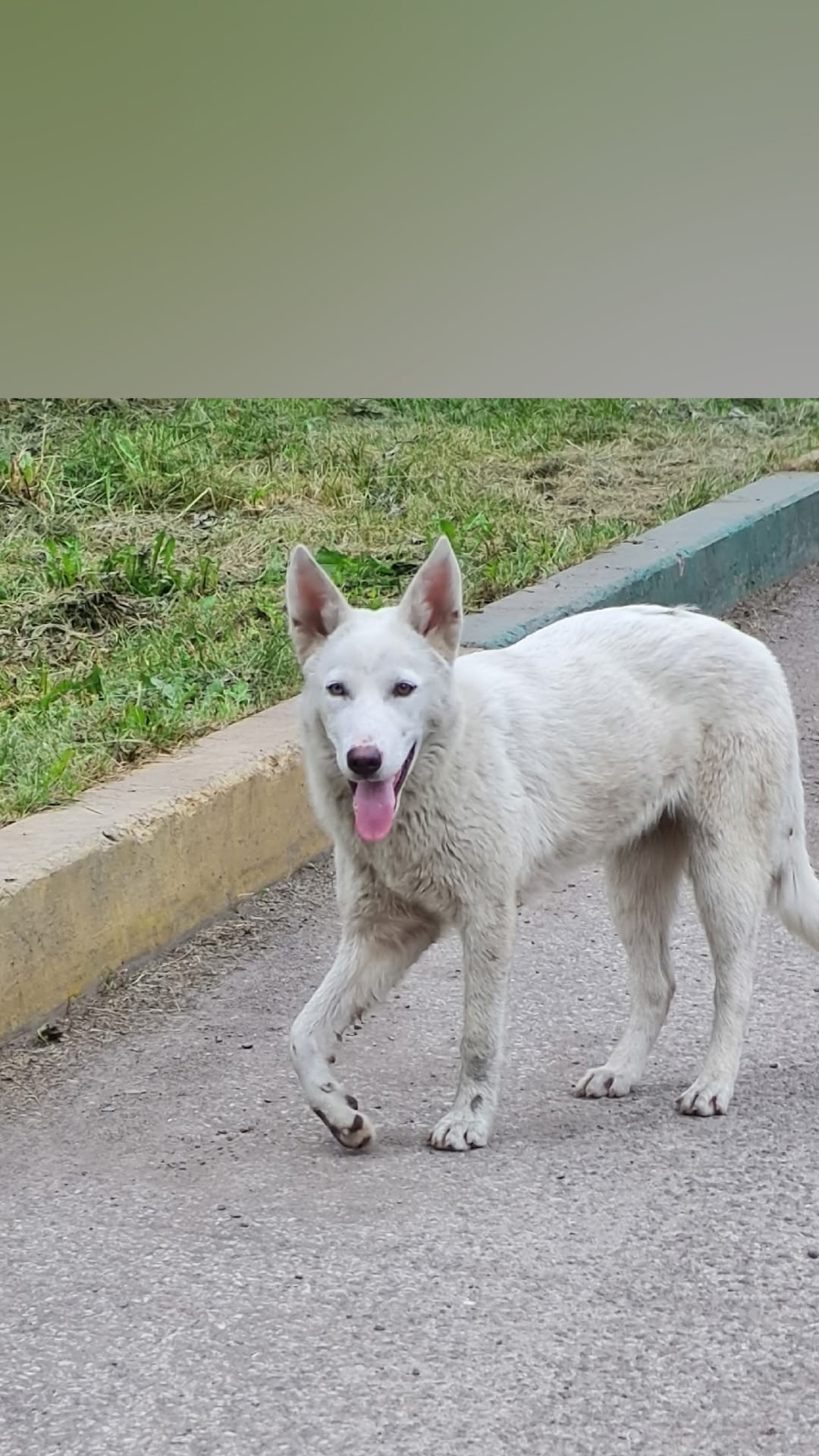 Пропала собака в Новокузнецке — фото объявления