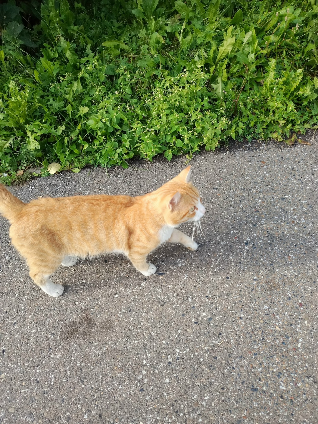 Пропала кошка в Новокузнецке — фото объявления