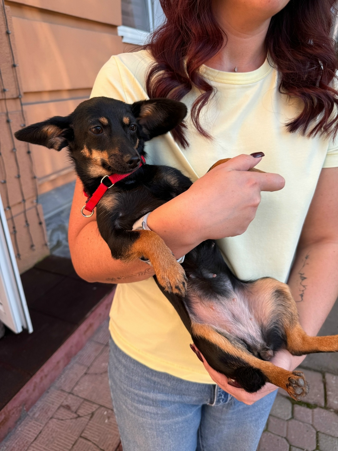 Найдена собака в Новокузнецке — фото объявления